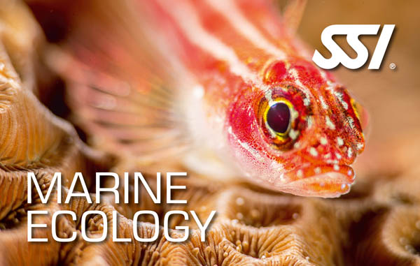 Marine Ecology: questo corso fornisce una conoscenza generale su tutti gli elementi fondamentali che caratterizzano l'ecologia marina